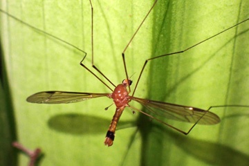PA291200a.jpg